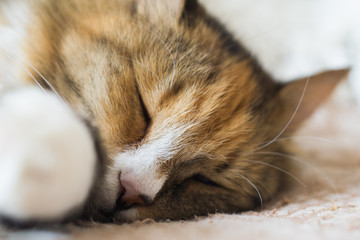 Obraz na płótnie Canvas sleeping cat on the couch