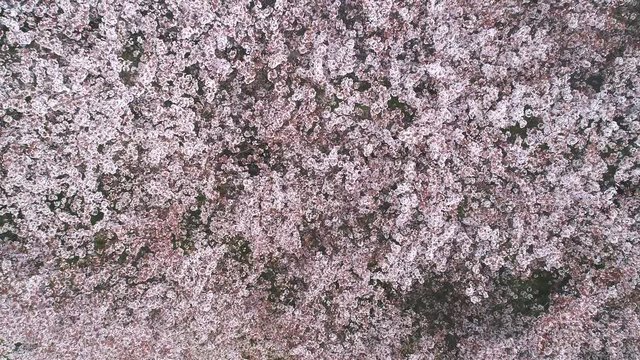桜・4K