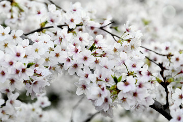 日本の東京都市風景　桜のイメージ　（千鳥ヶ淵）