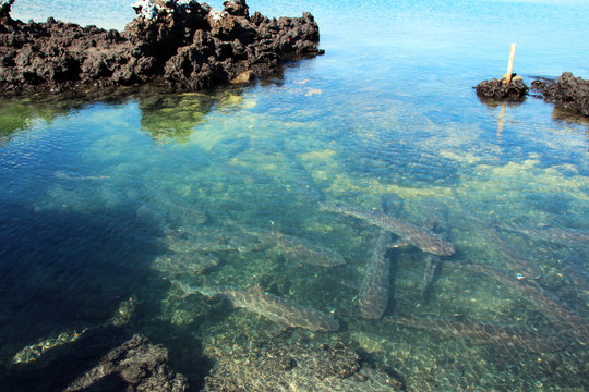 Haie auf den Grund des Pazifischen Ozeans auf den Galapagos Inseln