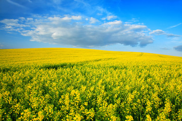 Fototapeta premium Hill with Field of Rapeseed in Bloom under Blue Sky