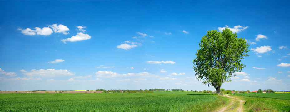 Panoramic Agricultural Landscape of Green Fields with Solitary Tree under Blue Sky in Spring