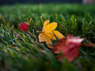 Colors of autumn. Leaves on the lawn.