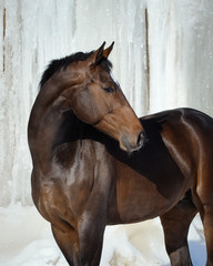 Bay horse look back on white iced snowy on winter background isolated