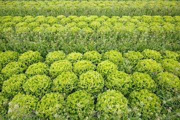 Field with rows of grown lettuce heads, ready for harvesting. Agriculture industry, fresh produce, mass production and commercial trade concept and textured background.