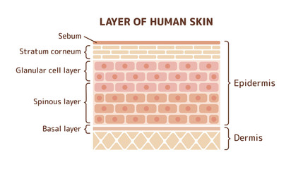 Layer of human skin illustration - obrazy, fototapety, plakaty