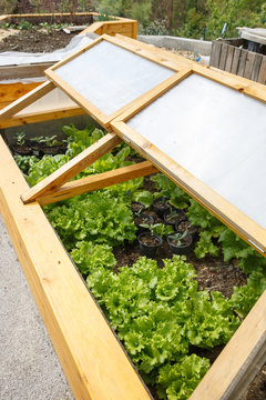 Homemade greenhouse raised garden bed with young lettuce and other vegetables being grown. Modern gardening, winter production, organic gardening, homegrown produce concept. 
