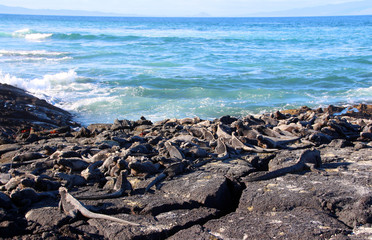 Fototapeta na wymiar Riesen Echsen an der Küste des Pazifischen Oceans der Galapagos Inseln