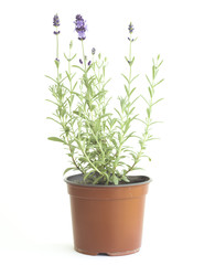 Blooming lavender in the brown pot at Provence interior.