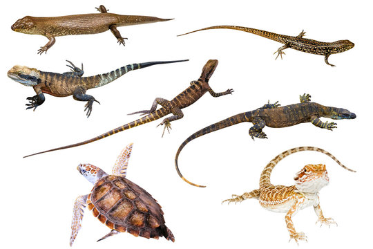 Collage of Australian reptiles, isolated on white background. King's skink, Eastern Water Skink, Water Dragon male and female, Komodo dragon, Green Sea Turtle and Pogona Vitticeps on white background.