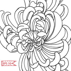 Vector illustration sketch - card with flowers chrysanthemum