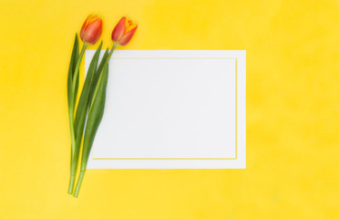 Two tulips on a yellow background and a white card with a yellow frame