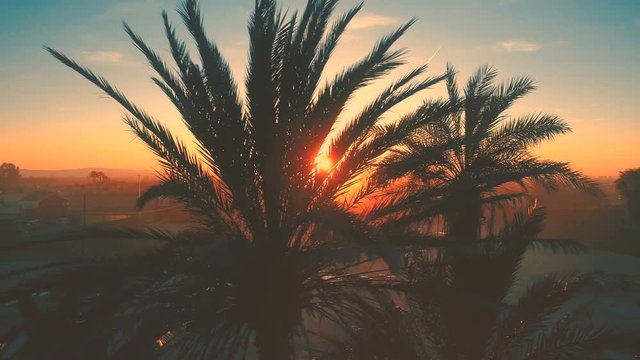 Palm Trees Silhouettes At Beautiful Evening Golden Hour Sunset. Aerial cinematic view. Camera moves from right to left