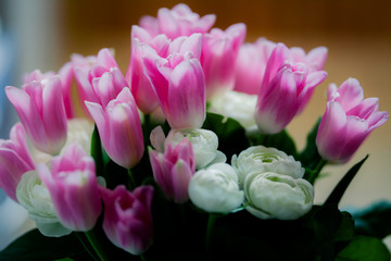 Obraz na płótnie Canvas bouquet of pink tulips and white Ranunculus