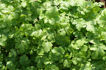 Fototapeta premium Close up of fresh lush green leaves