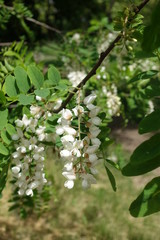 Blossoming branch of Robinia pseudoacacia in spring