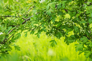 Fototapeta na wymiar Branches of a burding bush of hawthorn. Fine delicate buds on lush branches. natural garden background. 