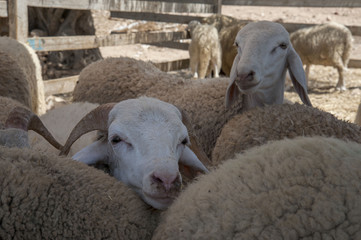 Fototapeta premium sheep twins