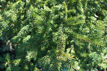 Vibrant green leafage of common spruce tree