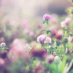 Fototapeta na wymiar Spring soft romantic pink meadow flowers. Nature