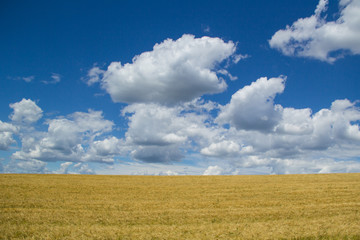 Field and sky горизонт