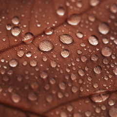 autumn leave and water drops background