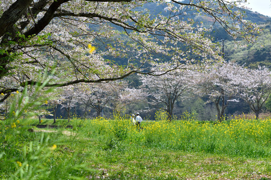 Cherry-blossom viewing