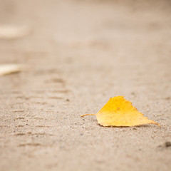Yellow leave in autumn on road. Nature