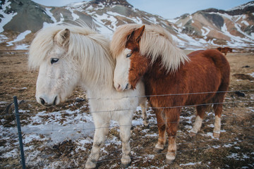 beautiful brown and white horses near fence on pasture in iceland, snaefellsnes