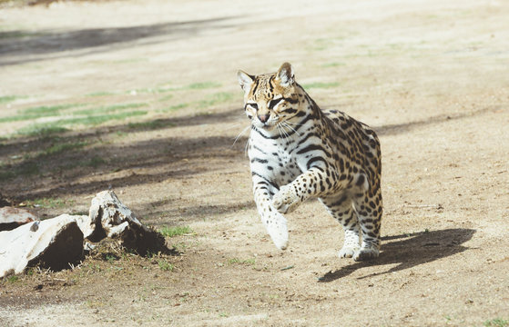Leopard running on sunny lawn