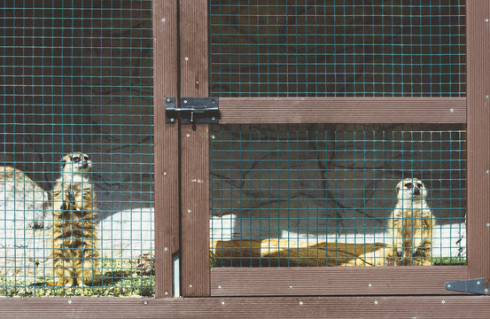 Cute lories in cage