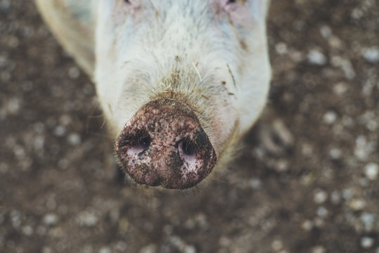 Dirty pig snout