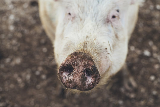 Dirty pig snout