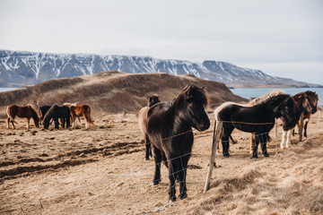 beautiful icelandic horses near fence and dry grass on hills in iceland, hvalfjardarvegur