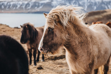 beautiful furry horses on pasture in iceland, hvalfjardarvegur