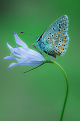 Farfalla su fiore