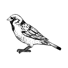 Sparrow bird engraving vector