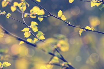 vintage plants