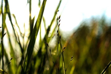 Grass stalks in the sun, germany