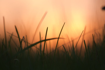 flower plant on summer morning sunrise