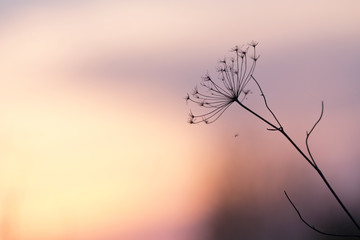 Nature. Meadow plant flower at sunset