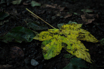 Fallen down leaf in the forest, germany