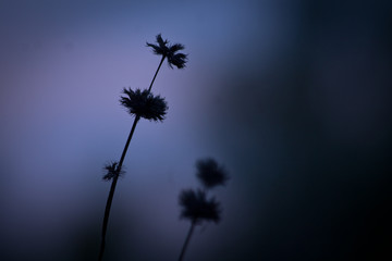 Obraz premium Nature. Meadow plants in dark