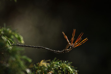 Forest. Nature background