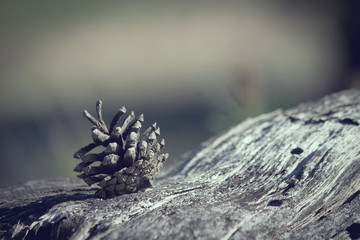 pinecone vintage. Nature forest