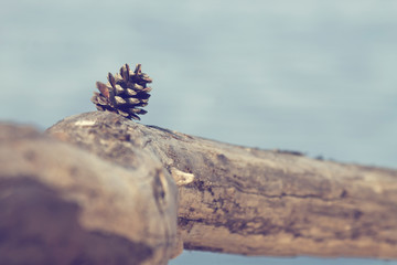 Nature. Forest cone next to sea