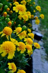 бархатцы в саду,как  я люблю цветочки