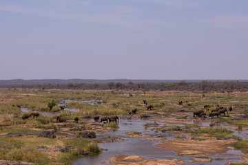 An herd of elephants, South Afrika