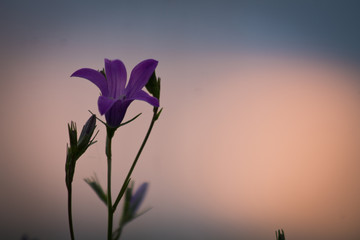 Flowers at sunrise in spring. Nature