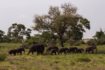 An elephant familie, South Afrika